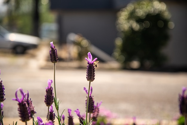 Ape che lavora su un fiore di lavanda