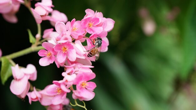 Ape che mangia il succo di nettare dei fiori rosa del rampicante messicano