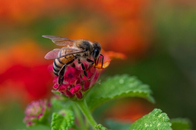 Ape che raccoglie il polline da un fiore Colpo a macroistruzione