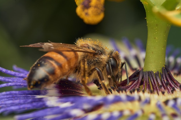 Ape che raccoglie il polline dal fiore viola