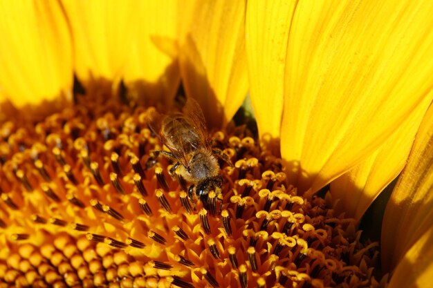 Ape che raccoglie il polline di un girasole