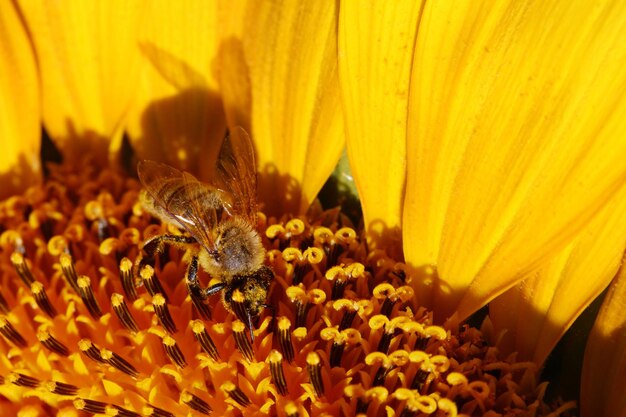 Ape che raccoglie il polline di un girasole