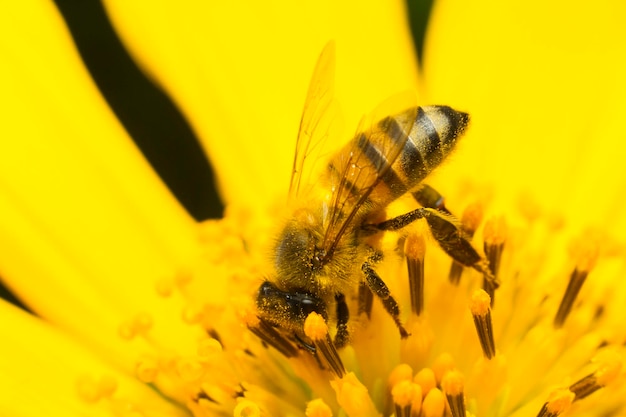 Ape che raccoglie miele su un fiore giallo si chiuda
