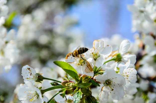 Ape che raccoglie nettare dai fiori del ciliegio