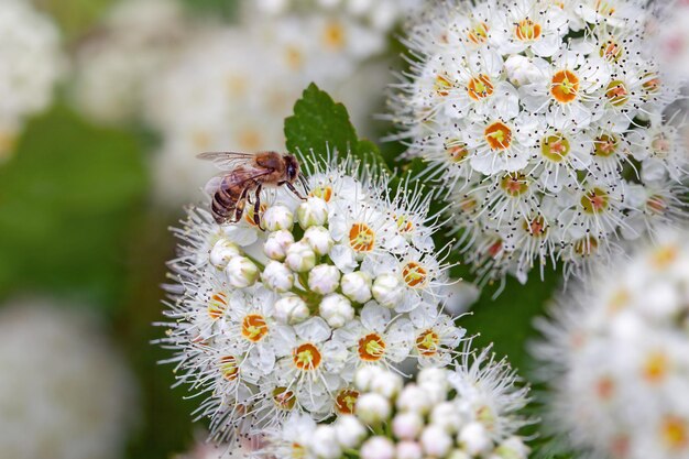 Ape che raccoglie nettare sui fiori bianchi di Spiraea Spiraea chamaedryfolia closeup