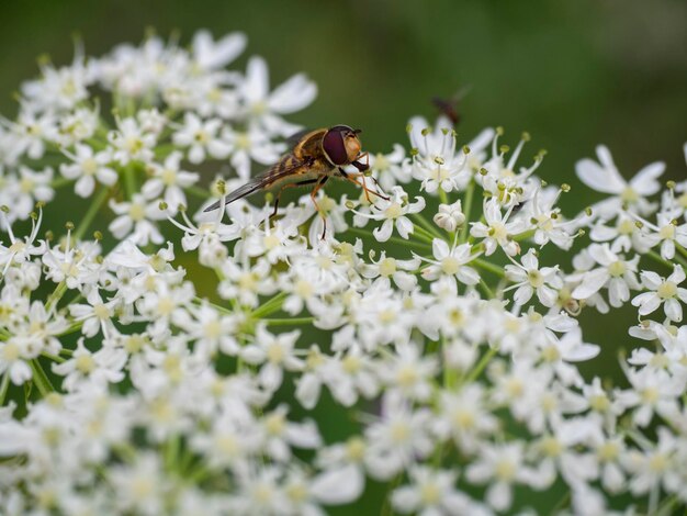 ape che succhia il nettare sui fiori