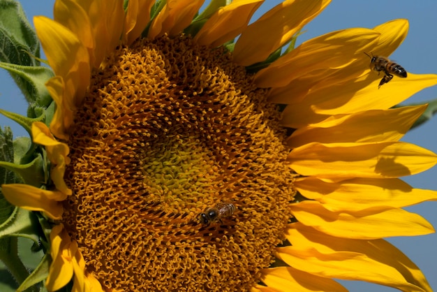 ape che vola sul dettaglio del girasole vicino