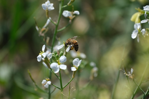 Ape da vicino in natura su un fiore bianco