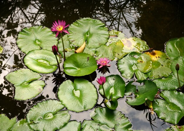 Ape del miele che impollina di una ninfea viola o di un fiore di loto con foglia verde nello stagno