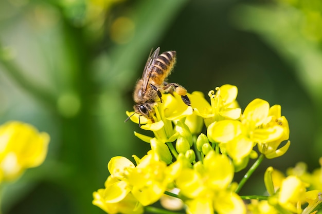 Ape del miele che raccoglie polline sul fiore del canola