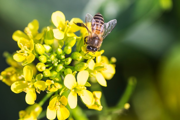 Ape del miele che raccoglie polline sul fiore del canola