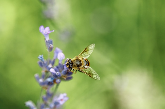 Ape del miele che si siede sul fiore viola della lavanda