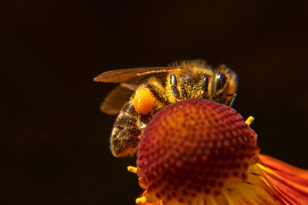 Ape del miele ricoperta di nettare di bevanda di polline giallo, fiore impollinatore. Fondo floreale naturale ispiratore del giardino di fioritura primaverile o estivo. Vita degli insetti, messa a fuoco selettiva ravvicinata macro estrema