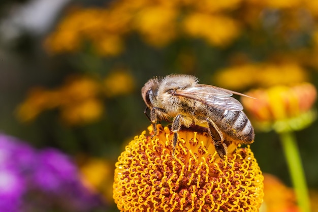 Ape del miele ricoperta di polline giallo bere nettare fiore impollinatore Inspirational floreale naturale primaverile o estivo in fiore giardino sfondo Vita di insetti Macro estrema primo piano messa a fuoco selettiva