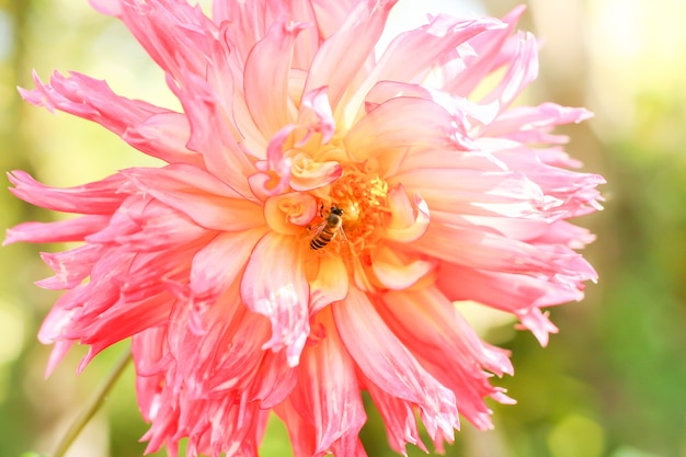 Ape del primo piano sul fiore rosa