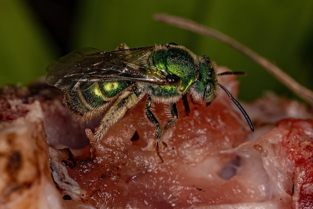 Ape del sudore di agocloro adulto