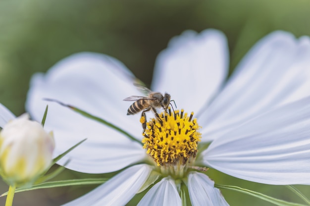 Ape e campo del fiore dell&#39;universo