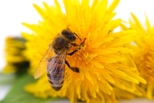 Ape e capolino giallo isolato su sfondo bianco