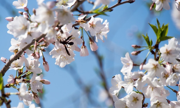 Ape e fiore di ciliegio a Washington DC in primavera