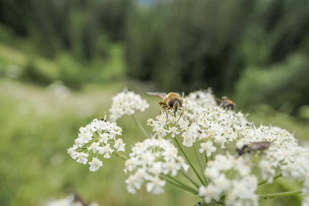 Ape e fiore. Primo piano di una grande ape a strisce raccoglie il polline da un fiore su uno sfondo verde.