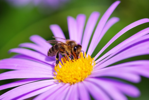 Ape e fiore viola