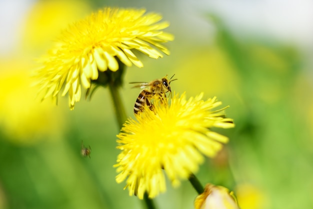 Ape e fiori gialli su erba verde