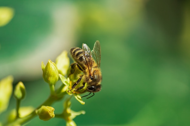 Ape europea (apis mellifera), fiore di avocado impollinante (persea americana)