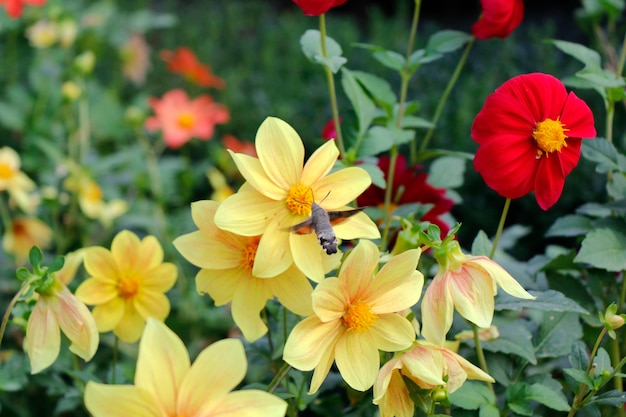 Ape grande e più grande sulla testa del fiore giallo, macro e primo piano dell'insetto