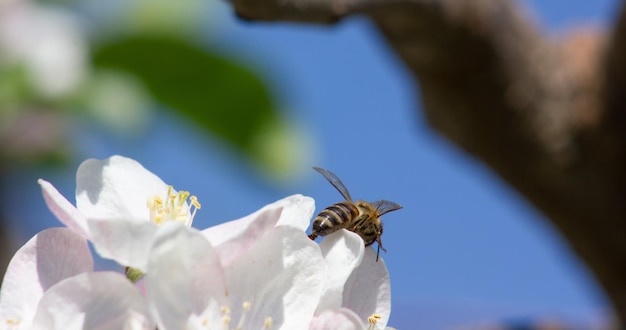 Ape impollinatori fiori di mela Un'ape che raccoglie polline e nettare da un fiore di albero di mele Macro girato con messa a fuoco selettiva