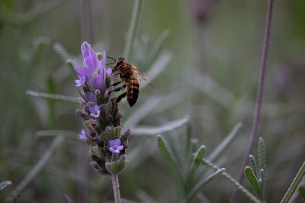 Ape in cerca di nettare di fiori di lavanda. Primo piano e messa a fuoco selettiva.