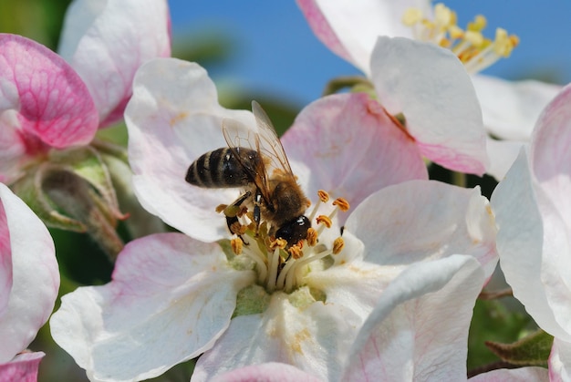 Ape in testa con un fiore