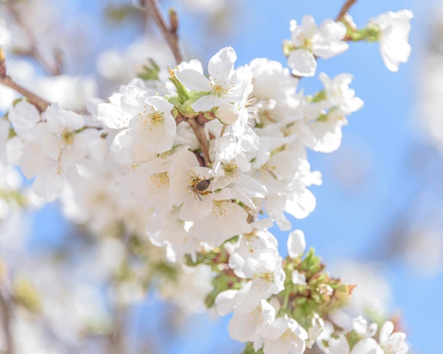 Ape in volo su fiori di ciliegio Il problema della scomparsa delle api