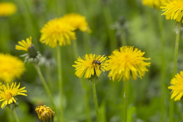 Ape mellifera che raccoglie nettare dal fiore di tarassaco nel periodo estivo.