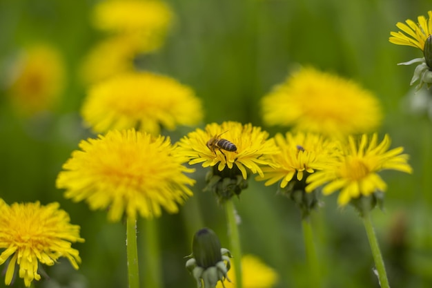 Ape mellifera che raccoglie nettare dal fiore di tarassaco nel periodo estivo.