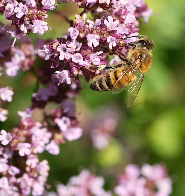 Ape mellifera che raccoglie nettare su un fiore del cespuglio di farfalle di fiori Insetti occupati