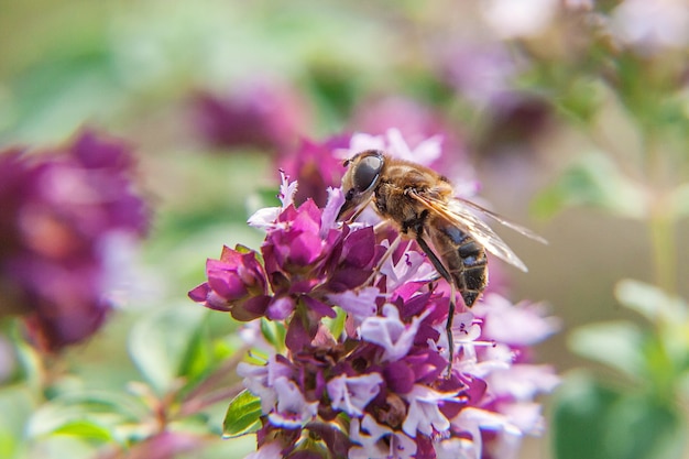 ape mellifera ricoperta di polline giallo beve nettare, fiore rosa impollinatore