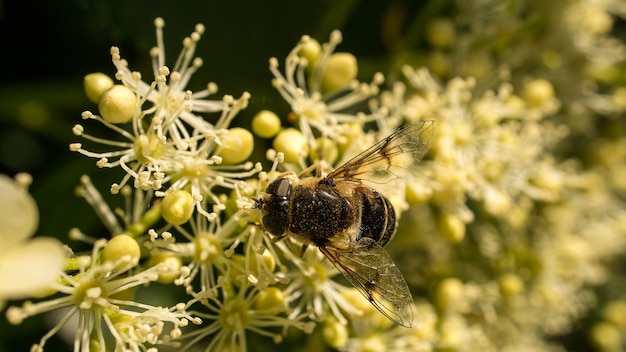 Ape mellifera su un fiore che raccoglie nettare