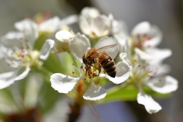 Ape mellifica che raccoglie polline dai fiori di fioritura