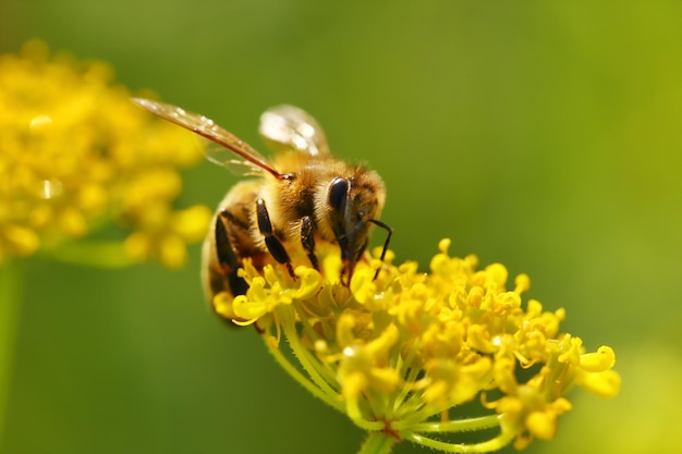 Ape mellifica che raccoglie polline dai fiori di fioritura