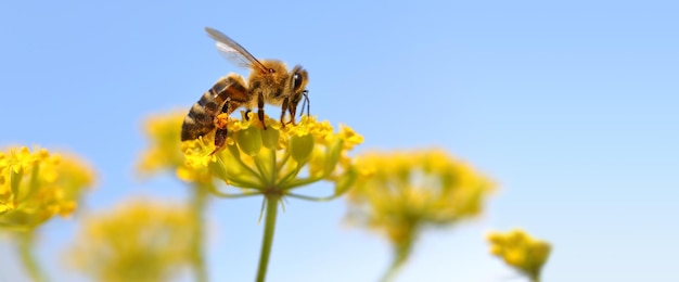 Ape mellifica che raccoglie polline dai fiori di fioritura