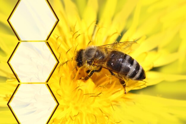 Ape mellifica sul fiore giallo