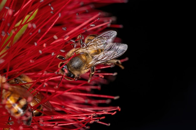 Ape occidentale adulta della specie Apis mellifera che impollina i fiori dello scovolino