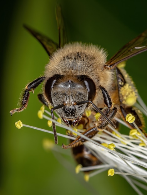 Ape occidentale adulta della specie Apis mellifera