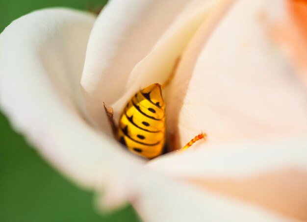 Ape primo piano estratti di polline da fiore rosa