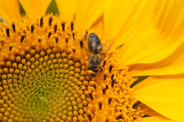 Ape ravvicinata su un girasole che raccoglie polline