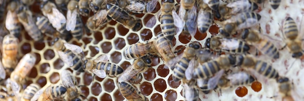 Ape su favi con pezzi di nettare di miele in gabbie concetto di apicoltura