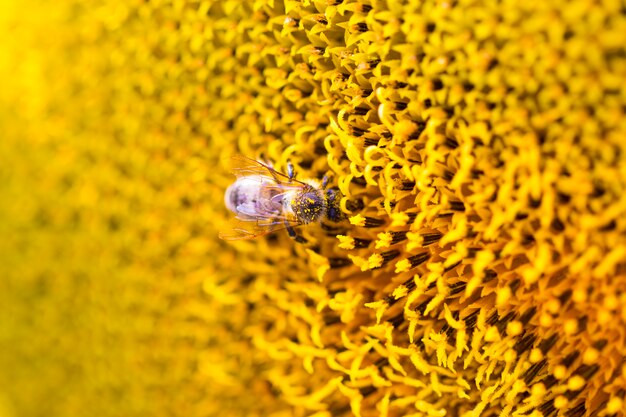 Ape su girasole. Fiore del primo piano del girasole, sfondo naturale