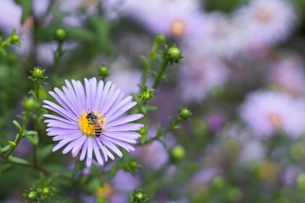 Ape su Symphyotrichum novae-angliae nei giardini