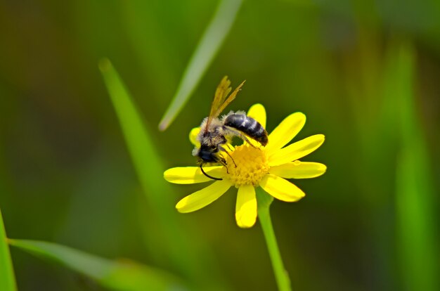 Ape su un fiore che raccoglie il polline per creare il miele