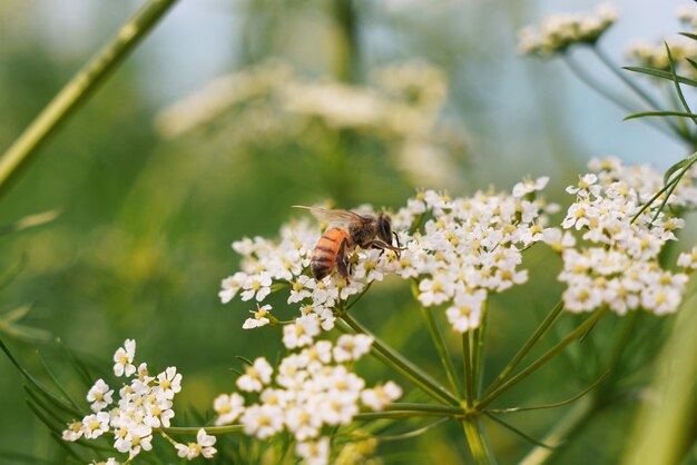 Ape su un fiore con uno sfondo verde